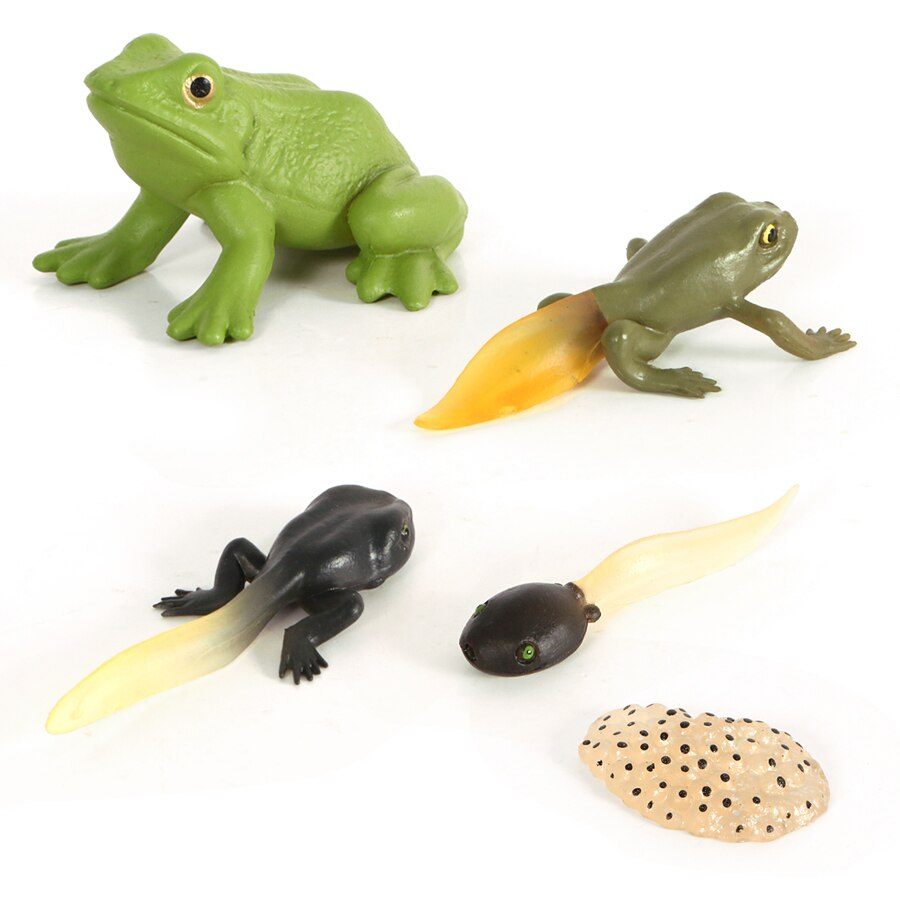 Butterfly Frog Plant Life Cycle Resin Epoxy Specimens Blocks for Kindergarten Stages of Seedling