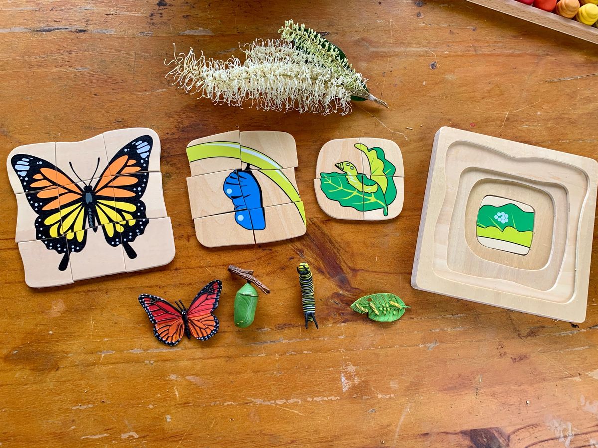 Montessori Multilayered Butterfly Lifecycle Puzzle - HAPPY GUMNUT